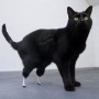 Oscar, il primo gatto bionico con due protesi alle zampette: video