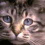 Mangiagatti.com: ricette con carne di gatto, animalisti denunciano sito choc
