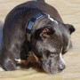 Roma, cane suicida: padroni in vacanza, pitbull si lancia da settimo piano