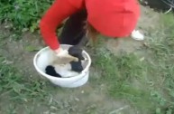 Croazia, video shock: getta cuccioli di cane nel fiume, si urla giustizia