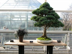 Come curare bonsai