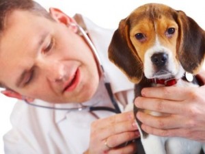 Stagione della prevenzione per cani e gatti: a marzo dal veterinario gratis.