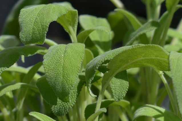 La salvia combatte l'osteoporosi: ecco perché.