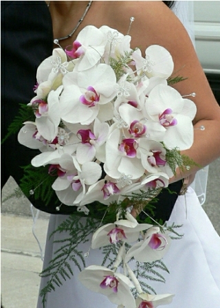 orchidee
