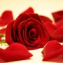 rose rosse per te