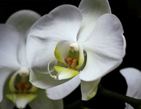 Come coltivare le orchidee in vaso: i consigli utili - Non sprecare