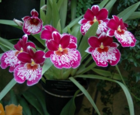 Le orchidee purificano l'aria di casa e migliorano l'umore