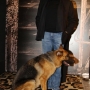 roberto cavalli