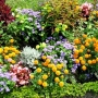 fiori da giardino