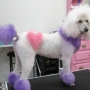 cane tatuato
