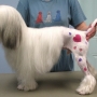 tattoo per cani made in usa
