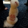 tatuaggi da cane