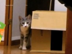 Il gatto che fa stalking (VIDEO).