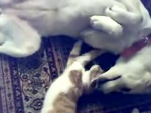 Coccole tra animali (VIDEO).
