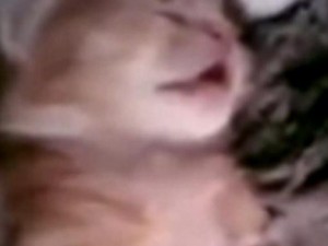 Un cucciolo sogna e viene abbracciato dalla mamma (VIDEO).