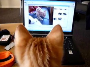 Il gatto confuso dalla tecnologia (VIDEO).