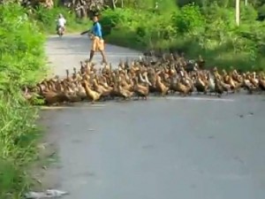 Duemila papere per strada (VIDEO).