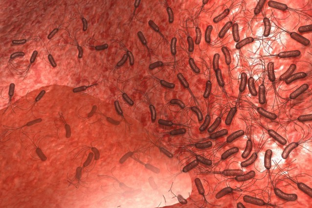 batteri_intestino