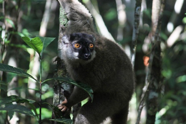 Lemuri, accerchiati da caccia e deforestazione.