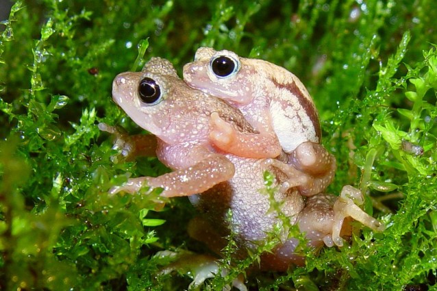 Le cento specie che, tra non molto, spariranno dal Pianeta.