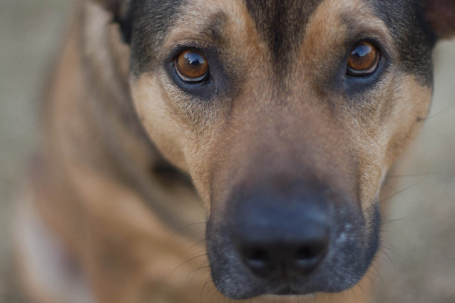 Anche i cani hanno i loro sentimenti. Arriva la dimostrazione scientifica.