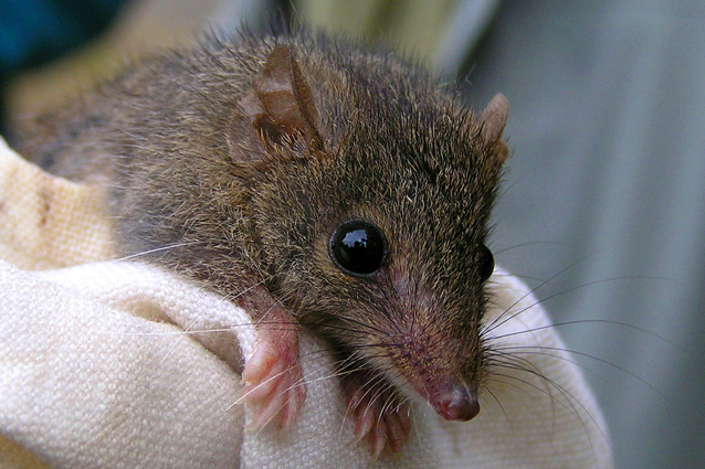 Il marsupiale che si uccide di sesso per la sopravvivenza della specie.