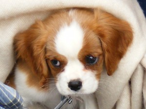 Clona gratis il tuo cane, il singolare concorso in Gran Bretagna.