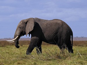 L'elefante sempre più 