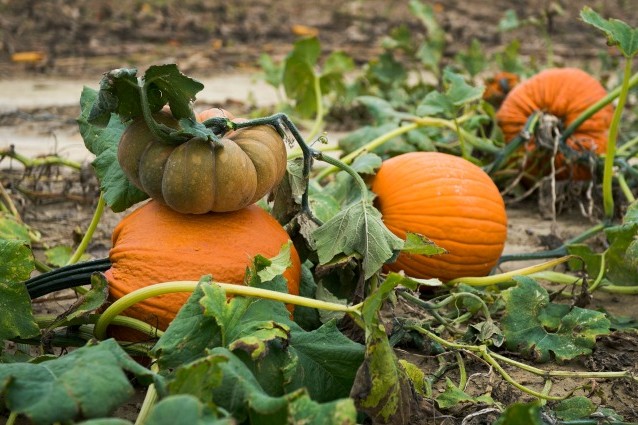 Perché Halloween è (ormai) anche la nostra festa.