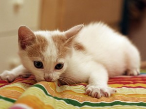 Il gatto si può stressare se accarezzato troppo.
