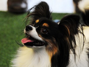 Uova di Pasqua e cani: il cioccolato può uccidere 