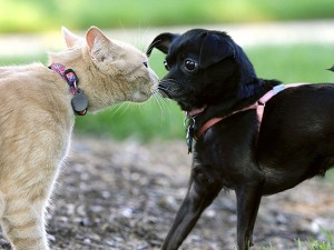 Washington National Cathedral Holds Annual Blessing Of The Animals