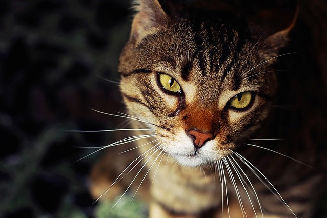Le 5 razze di gatti più costose al mondo.
