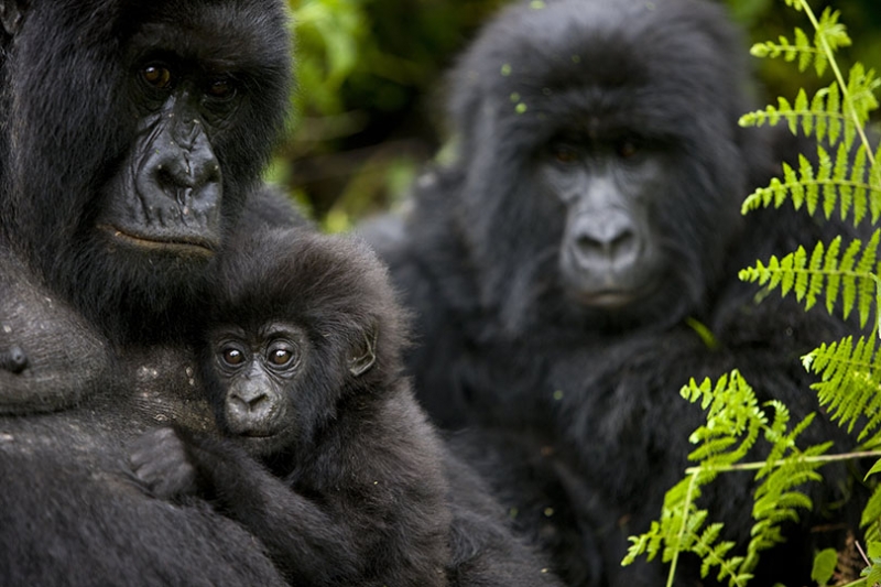 gorilla di montagna