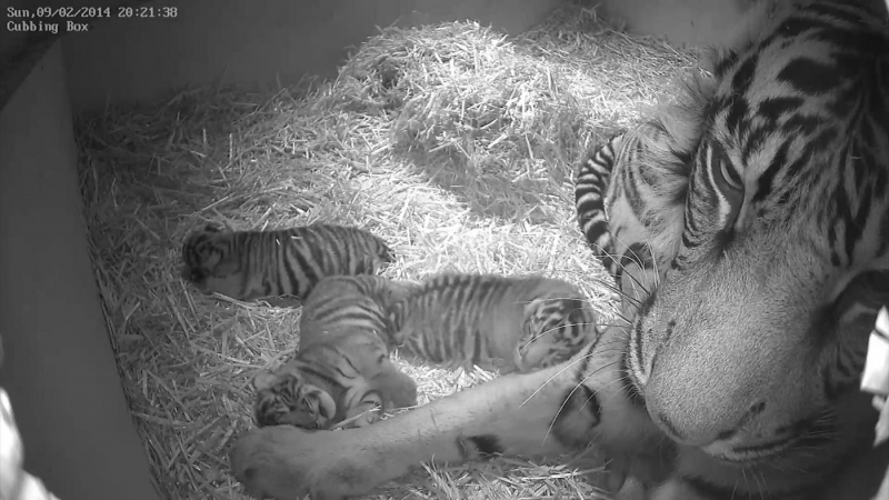 La temibile tigre e la sua tenera cucciolata