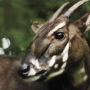 Saola