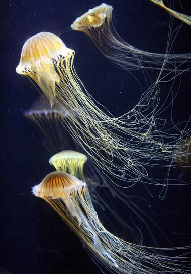 Medusa del Pacifico