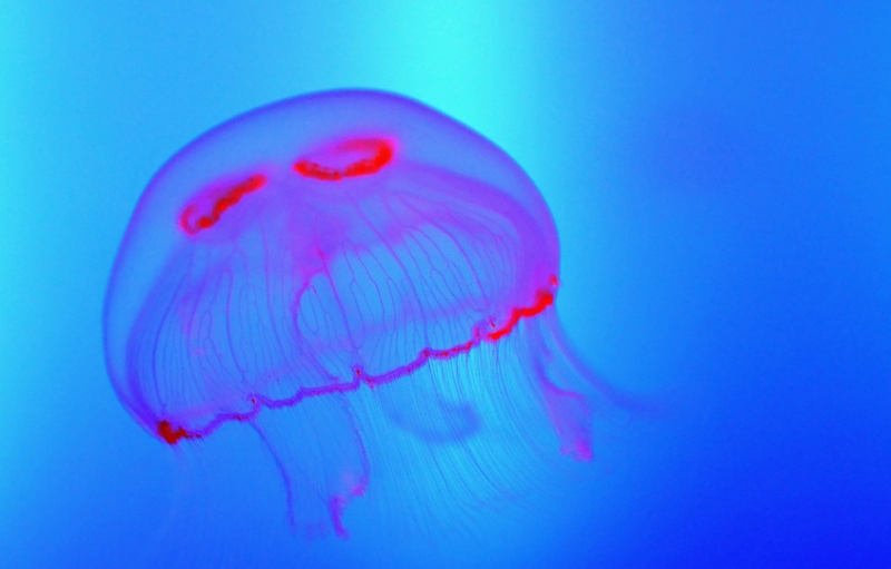 Colori \"fluo\" al Gran Aquarium di Saint-Malo, Francia