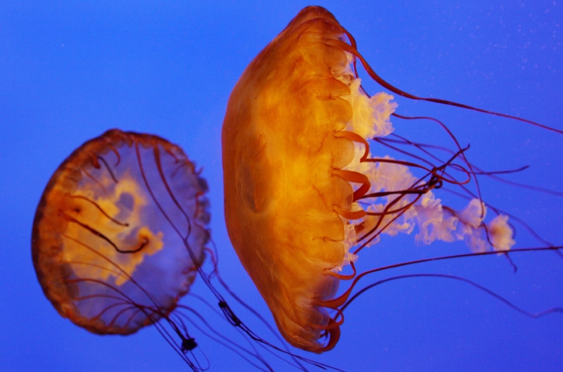 Una medusa marrone urticante, Acquario di Melbourne
