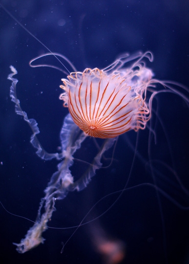 Un ombrellino al Sea life aquarium, Koenigswinterwestern, Germania
