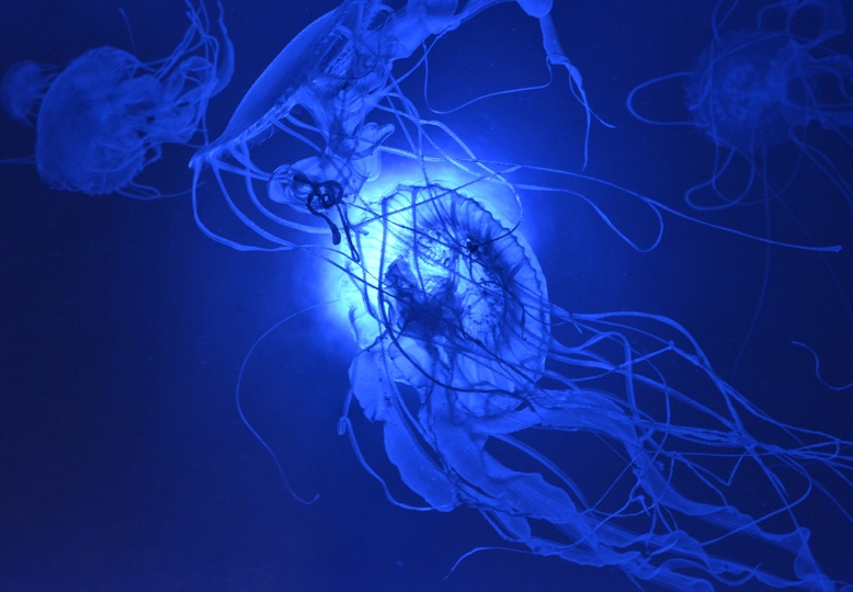 Medusa Malesiana, Sunshine Aquarium, Tokio