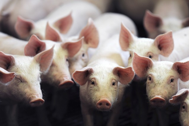 5 animali con cui offendiamo le persone.