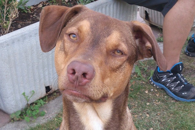 Ecco come il cervello del cane reagisce all'ascolto della nostra voce.