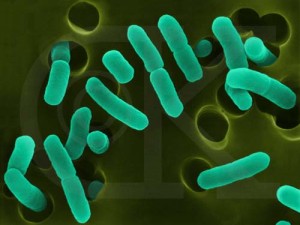 Escherichia Coli, il batterio che sta terrorizzando la Germania, forse proverrebbe dalla Spagna.