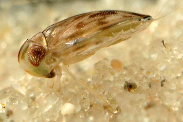 I gonadotrophin aumentano del membro