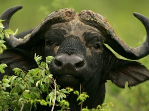 La battaglia di Kruger Park (VIDEO).
