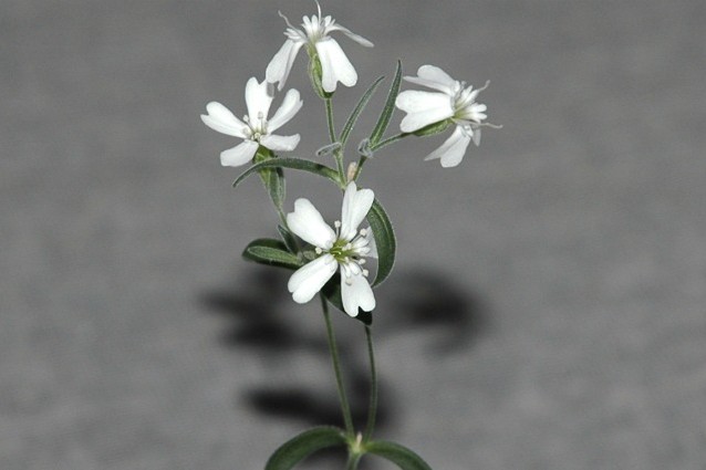 Silene Stenophylla, la pianta venuta dalla preistoria.