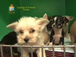 Palmanova, maxi sequestro di cuccioli destinati al contrabbando in Campania (VIDEO).