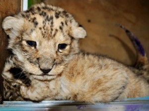 nati i cuccioli da papà tigre e mamma leonessa video