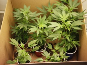 La Toscana dice sì alla cannabis a scopo terapeutico.